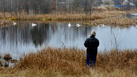 Жители поселка под Воронежем попросили спасти семью лебедей