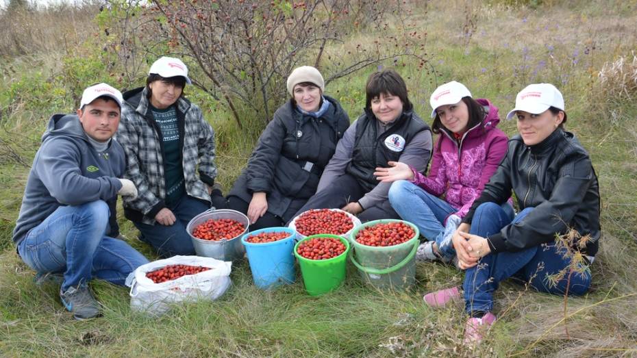 Кантемировкие журналисты собрали 37 кг шиповника для одиноких пожилых людей