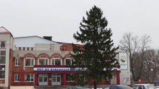 Пенсионерка из Бобровского района подарила городу 12-метровую ель