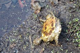 Более 30 мертвых черепах насчитали в Черепашьем озере под Воронежем