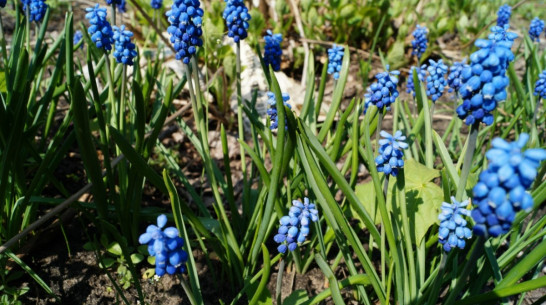 Движение «Зеленая Россия» создаст в Воронеже экологическую приемную