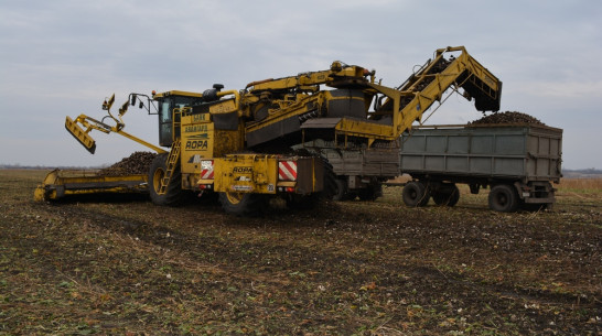 Нижнедевицкие аграрии приступили к уборке сахарной свеклы