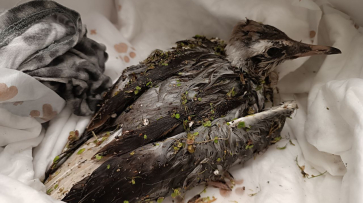 На Воронежском водохранилище спасли чайку, запутавшуюся в мусоре и рыболовных снастях