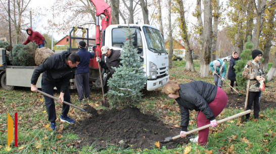 В парке бобровского села Коршево высадили хвойные деревья