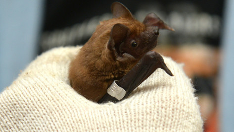 Роспотребнадзор изучит воронежских летучих мышей на коронавирусы