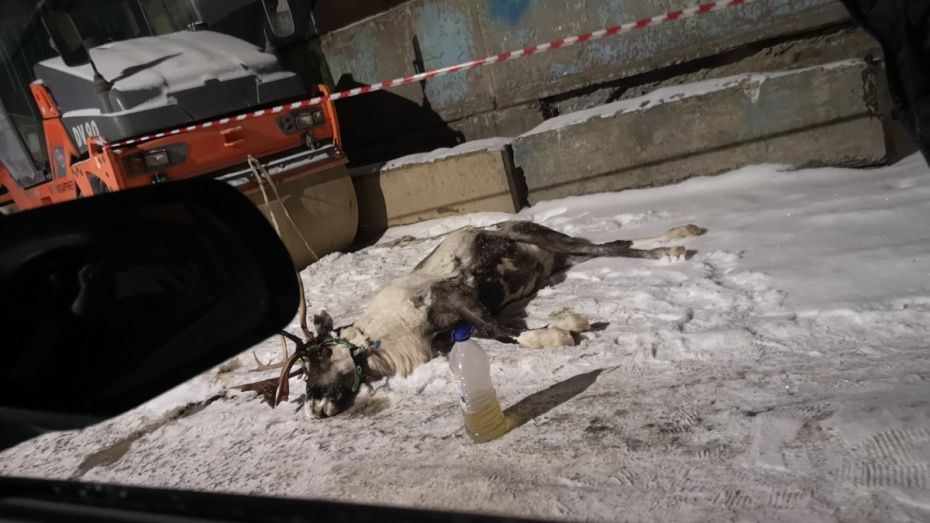 После смерти оленя в Воронеже зоозащитники создали петицию 