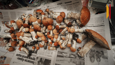 Воронежцам рассказали, за сбор каких грибов привлекут к уголовной ответственности