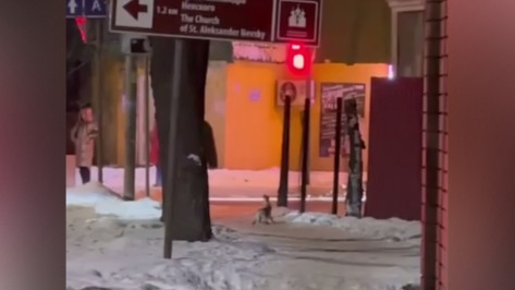 В Воронеже на улицах Грамши и Ломоносова заметили зайцев: видео