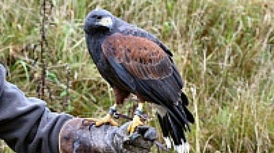 Воронежцы увидят охотничьи трофеи из Африки, соколиное шоу и конкурс подсадных уток «Мисс Кряква»