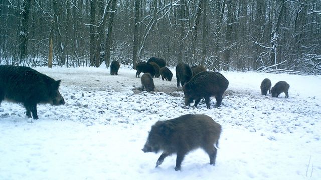 В Воронежском заповеднике животные получили 11 подкормочных площадок
