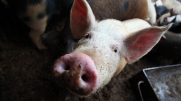 В Воронежской области открылся свинокомплекс на 43 тыс голов