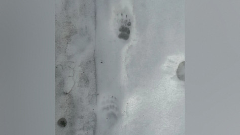 В Хоперском заповеднике Воронежской области после зимней спячки проснулся барсук