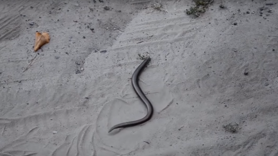 В Воронежском заповеднике безногая ящерица со змеевидным телом попала на видео	