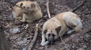 Трупы бездомных собак нашли в микрорайоне Процессор в Воронеже