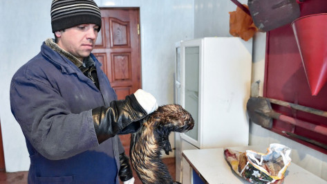 В панинском поселке Перелешино бешеный хорек задушил гусей 