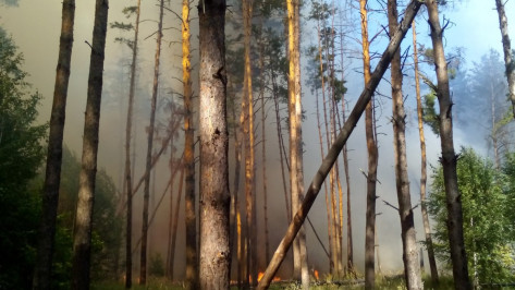 В Воронежской области сгорела лесная подстилка на площади 200 кв м