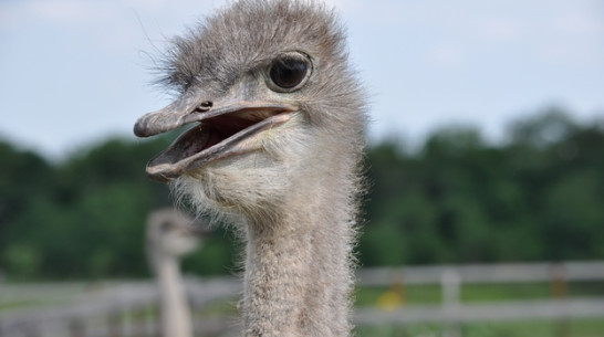 В Воронежской области страусиную ферму выставили на продажу за миллион долларов