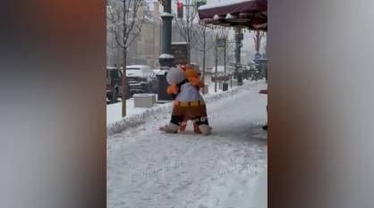 В центре Воронежа подрались панда и кот