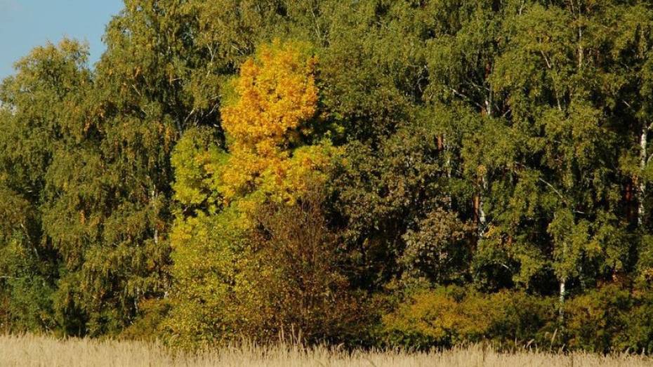 Пьяный водитель сбежал от полицейских в лес в Воронежской области