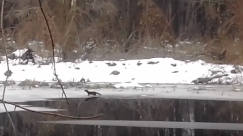 Сотрудник Воронежского заповедника снял на видео американскую норку