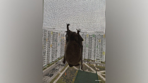 В Воронеже в окно жилого дома чуть не залетела летучая мышь