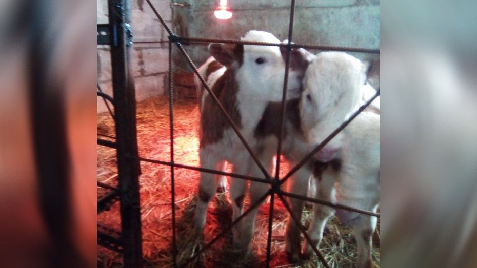 В Верхнехавском районе корова родила еще одного теленка через 3 дня после  первого