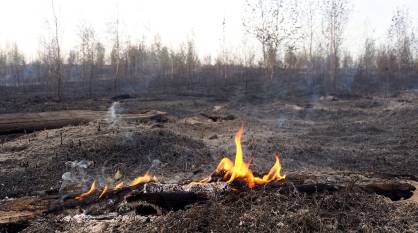 Максимальный уровень пожарной опасности установили в 9 районах Воронежской области