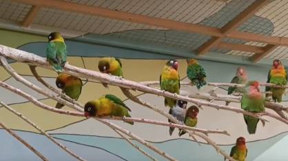 Жителям региона рассказали, как птицы Воронежского зоопарка встречают весну