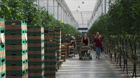 Объем производства тепличных овощей в Воронежской области за 5 лет вырос с 11 до 46 тыс тонн