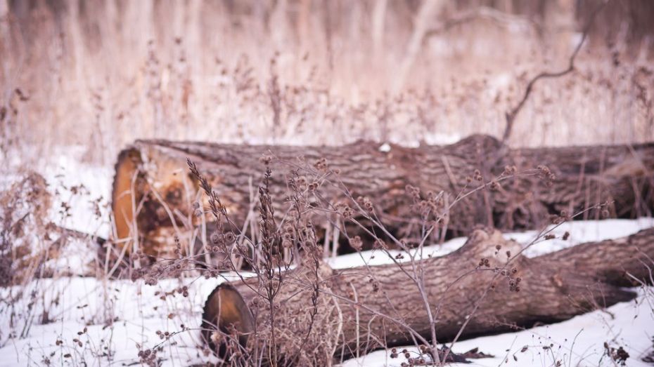 В Воронеже неизвестные вырубили деревья на полмиллиона рублей