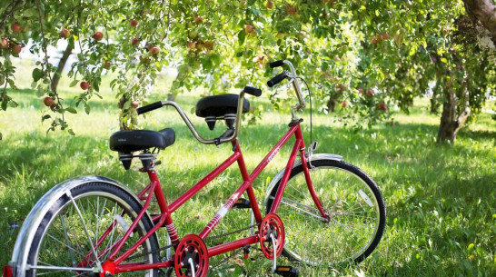 Фестиваль велокино пройдет в Воронеже 6 декабря