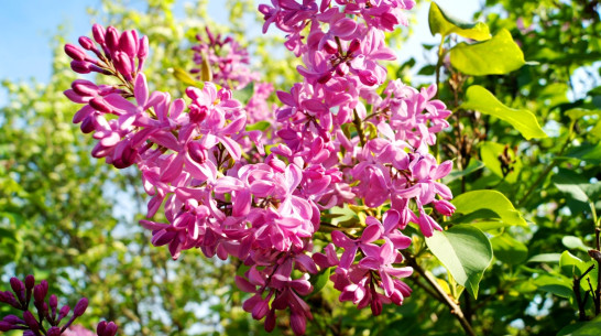 К Воронежу приблизилась жара