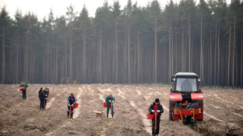 В Воронежской области за год посадили 7 млн сеянцев елок и сосен