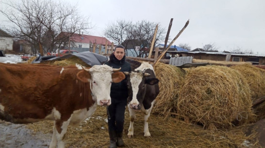 Многодетная семья из Рамонского района приобрела на средства соцконтракта 2 коровы