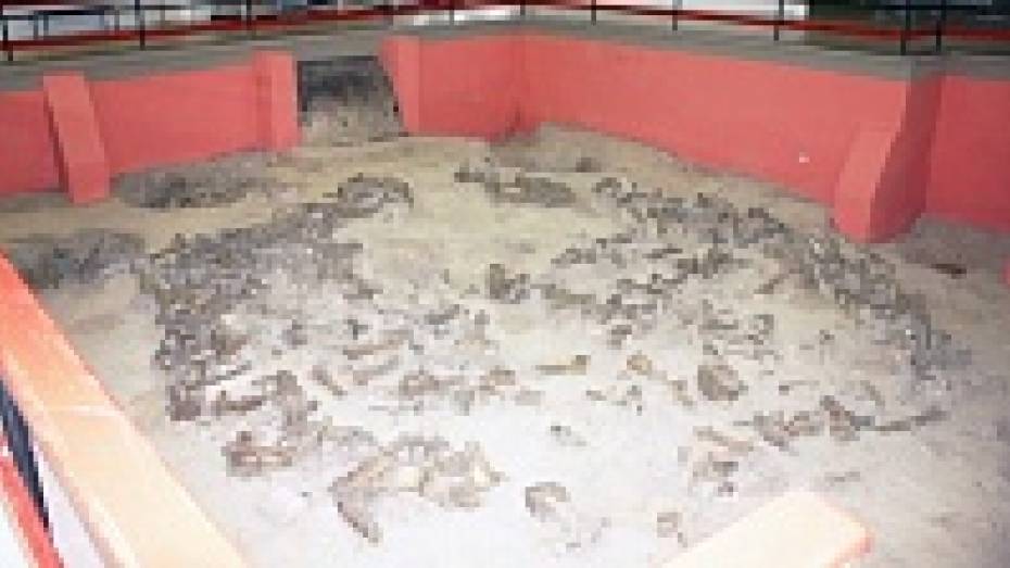 В Костенках при возведении пристройки к музею-заповеднику нашли кости мамонтов