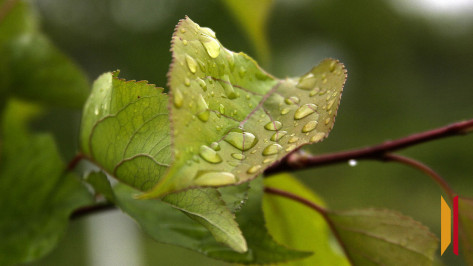 Потепление и дожди придут в Воронеж после майских праздников