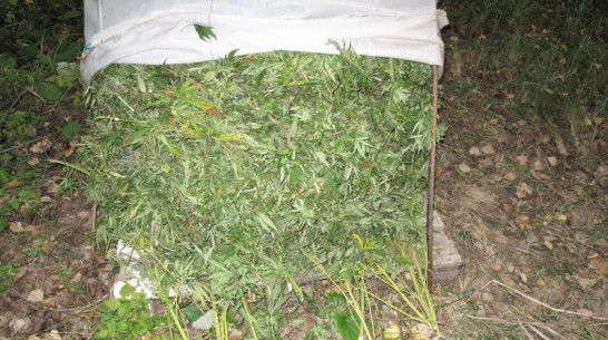 Житель Новой Усмани спрятал в сарае более 7 кг марихуаны