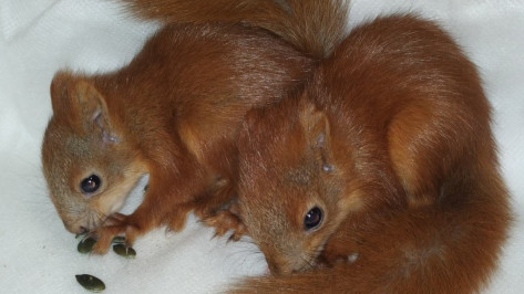 Воронежские зоозащитники выхаживают бельчат, которые выпали из гнезда