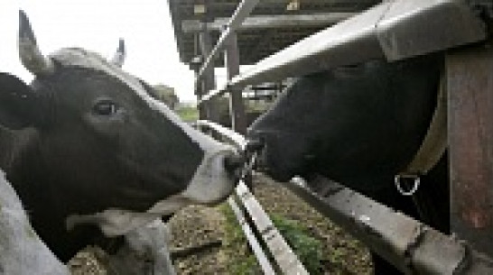 На развитие семейных животноводческих ферм Воронежская область получит более 9,5 млн рублей