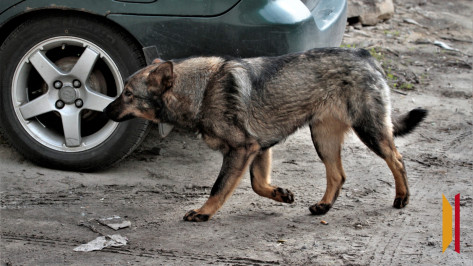 В Воронеже бродячая собака прокусила женщине ногу на улице Машинистов