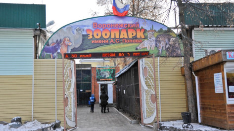 В Воронежском зоопарке родилась тройня козлят