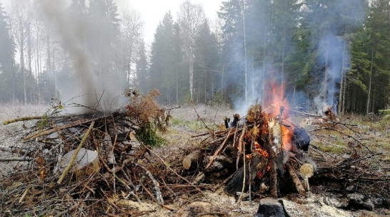 В пригороде Воронежа начали сжигать древесные отходы