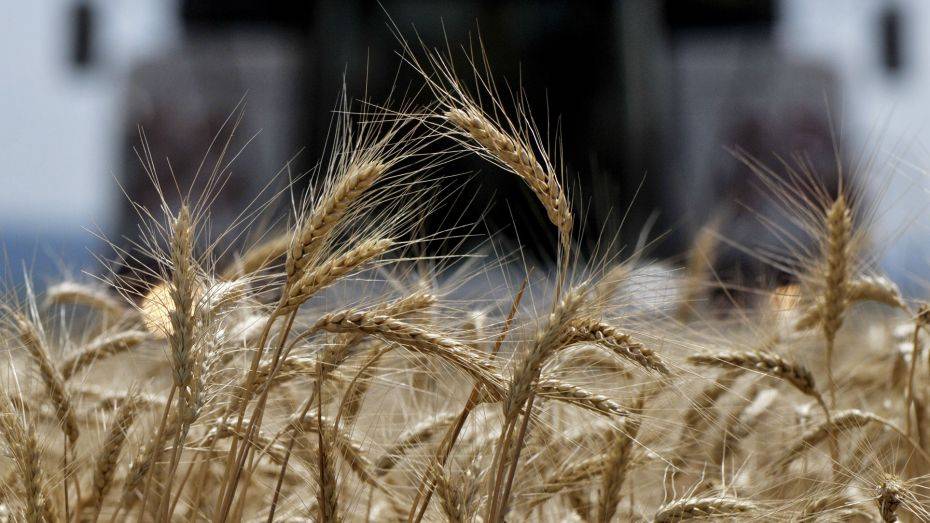 Воронежские аграрии собрали 3 млн тонн зерна