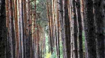 В Воронежской области в мае проверят качество охраны лесов