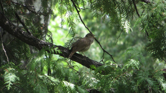 Воронежцев пригласили на коллективное прослушивание соловья Алексея