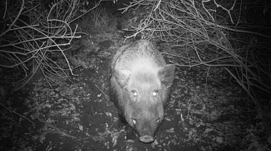 Диких кабанов в Воронежской области отстреливают 140 охотинспекторов