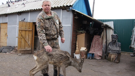 Охотовед из Новохоперского района спас утопающую косулю