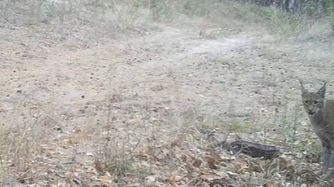 Самца рыси вновь заметили в Воронежском заповеднике после долгого перерыва