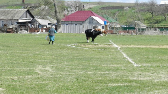Жители Нижнедевицкого района оштрафованы за выпас скотины на стадионе