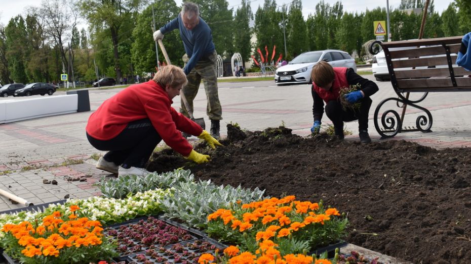 В Поворино на клумбах города высадили 15 тыс цветов